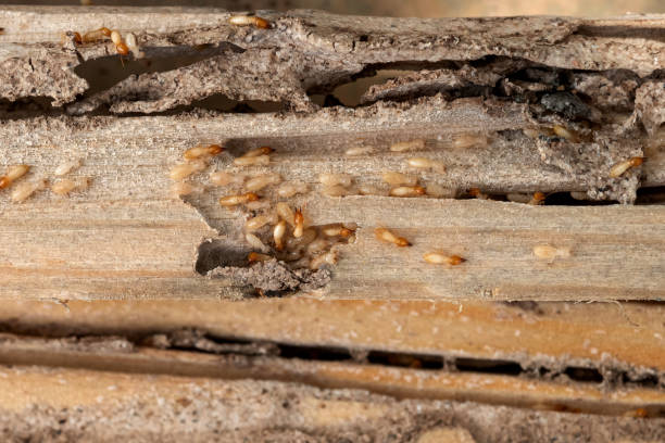 Best Pest Control for Businesses  in Greene, RI