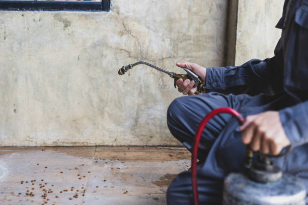 Best Wasp Removal Services  in Greene, RI